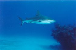 Caribbean Reef shark @ Bull Run Bahamas  20mm lens on Nik... by Ian Brooks 